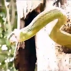 Hoopoe bird fighting with Snake