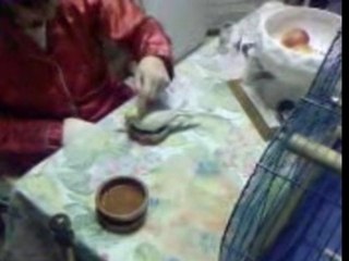 Léo sur sont coussin