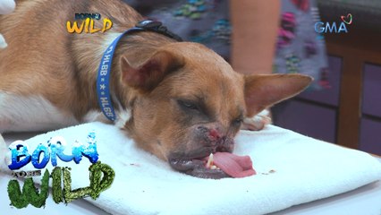 Born to Be Wild: 'Vets on Call' Special