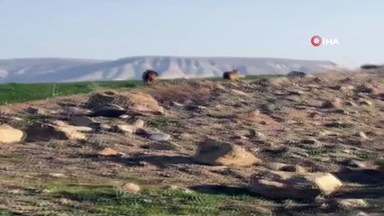 Aç kalan çakallar köye indi