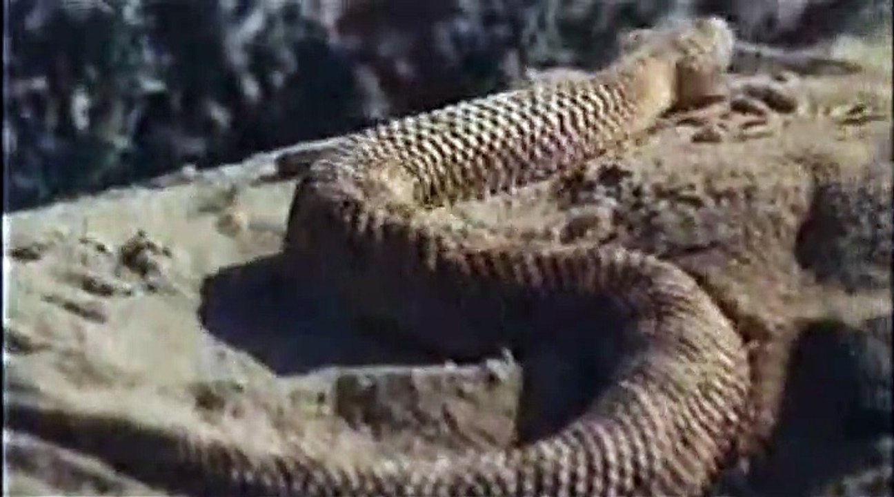 غرائب وعجائب عالم الحيوان