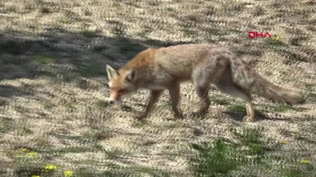 Çanakkale Gelibolu Yarımadası'nda Görülen Tilki İlgi Odağı Oldu