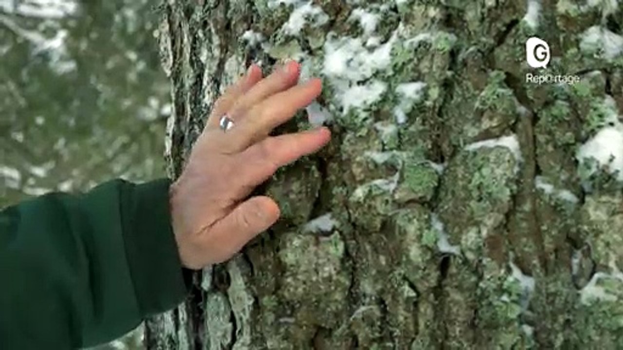 Reportage - Une AOC pour le bois de Chartreuse