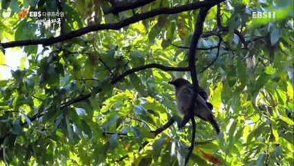 EBS 다큐프라임 - Docuprime_비밀의 왕국 1부- 제국의 탄생_#003