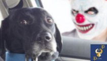 Funny Dogs Scared of Masks - Part 1