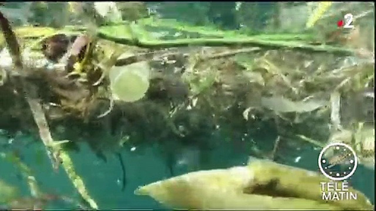Pollution : le plastique a envahi les océans