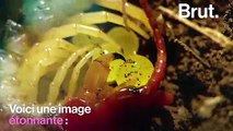L'instinct maternel chez les mille-pattes