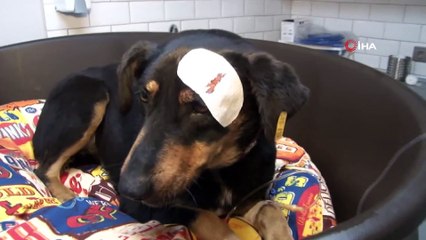 Havlama sesinden rahatsız olduğu köpeği başından vurdu