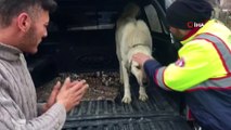 Yaralı köpeği kaderine terk etmemek için otomobili ile 2 bin 200 kilometre yol katetti