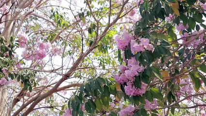 Stunning pink blossom attracts visitors to Thai city