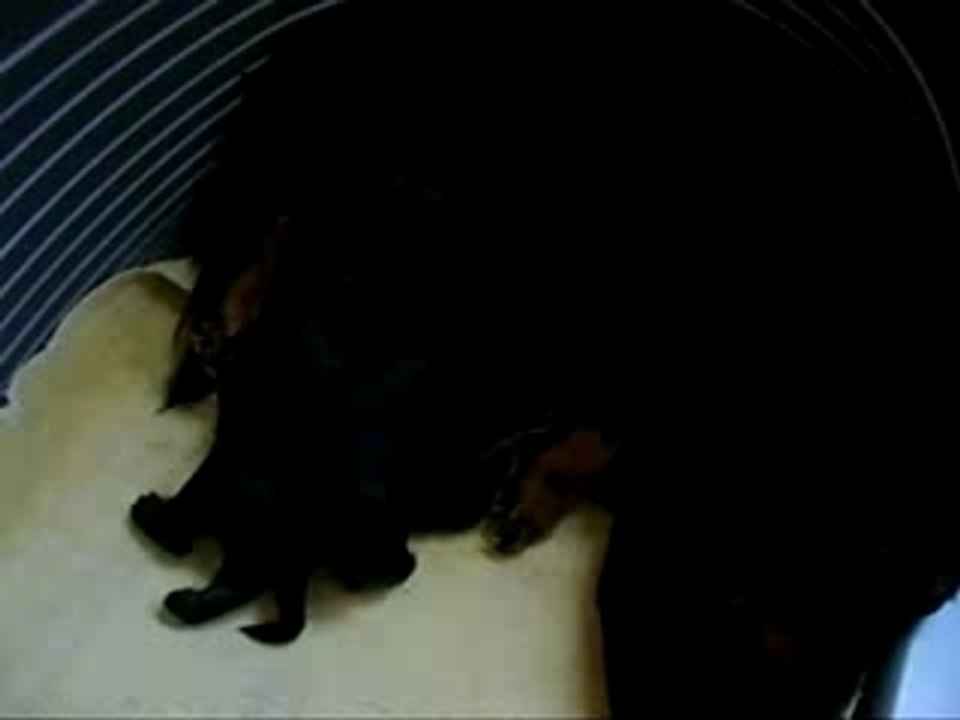 Chiots de "Une Fantaisie" (élevage "La Citadelle de Manon")