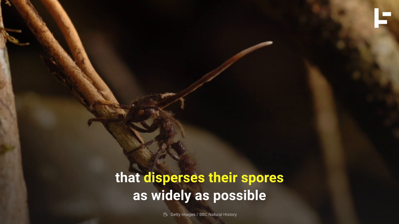 Cordyceps: The Zombie Fungus