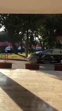 Bari: cani randagi contro gatti in città