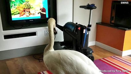 Friendly Swan Waddles into Resort Room and Watches TV With Napping Woman