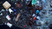 L'ultimo rapporto Wwf: basta plastica adesso