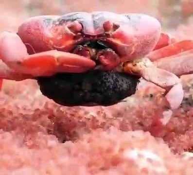 La maman crabe qui mangent ses petits quand elle a faim !