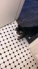 Chat vs Chasse d'eau