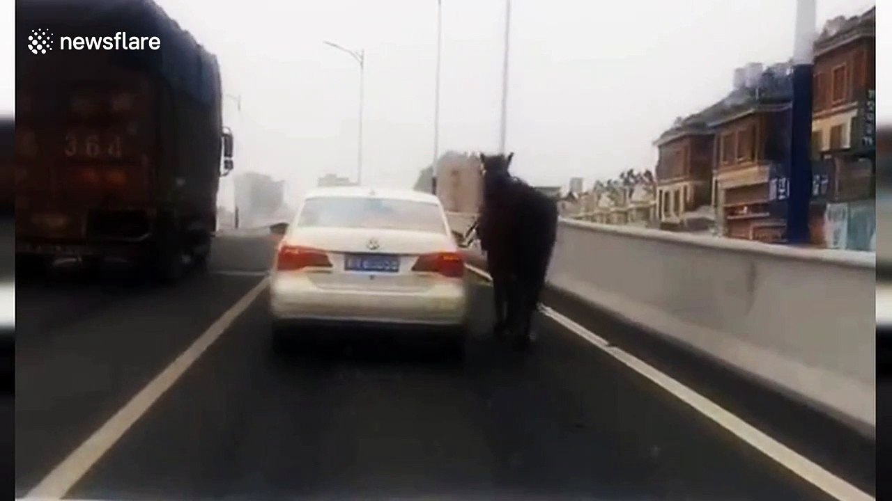 Passenger in car 'walks' horse along highway in China