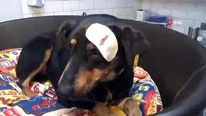 Havlama Sesinden Rahatsız Olduğu Köpeği Başından Vurdu