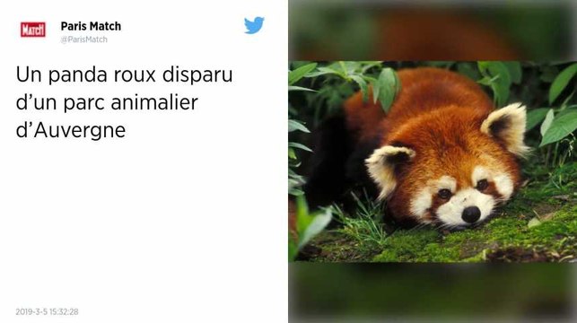 Un panda roux disparaît mystérieusement du Parc animalier d'Auvergne