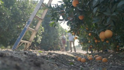 Meet the Millennials Championing Ugly Produce