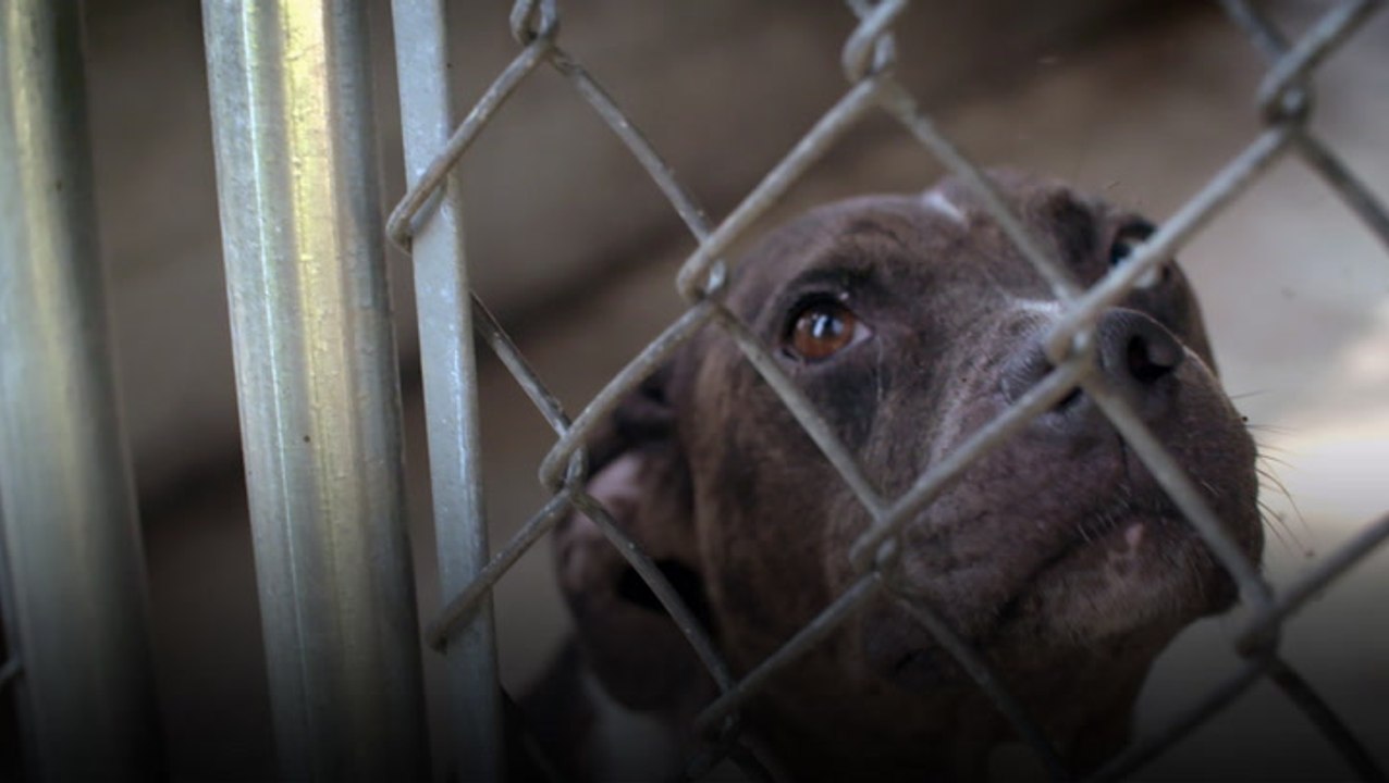 Saving Dogs on Death Row