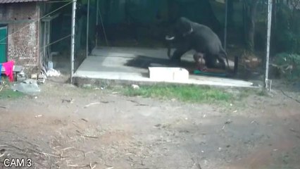 Aniden çöken filin altında kalan adam hayatını kaybetti