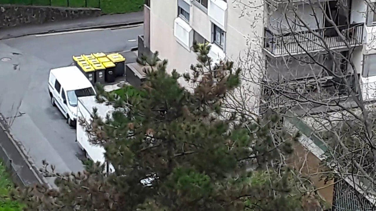 Attaque nid de pigeons ramier par corneilles et pies partie 1