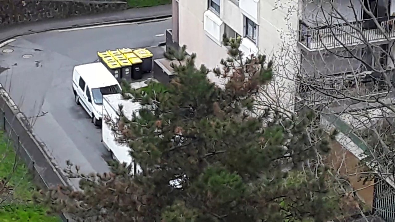 Nid de pigeons ramier attaqué par des corneilles et pies partie 3