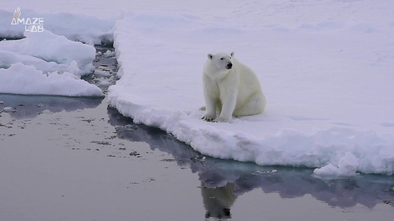 These Polar Bears Are Pooping Glitter to Help Save the Species