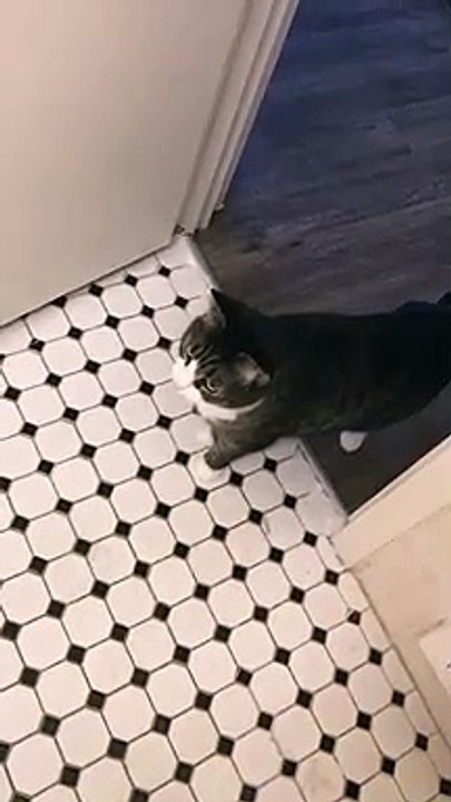 Chat vs Chasse d'eau