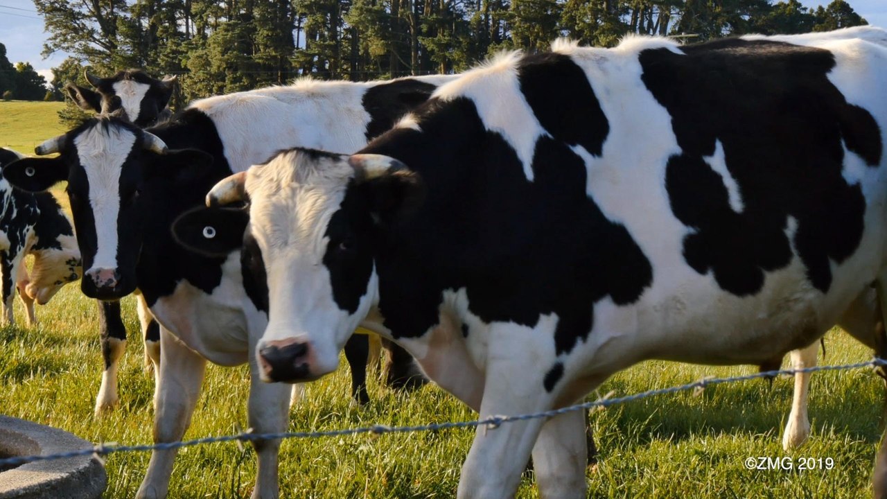 Teen Thought Lacing His Step-Dad's Energy Drink with Cow Tranquilizer Would Be Funny