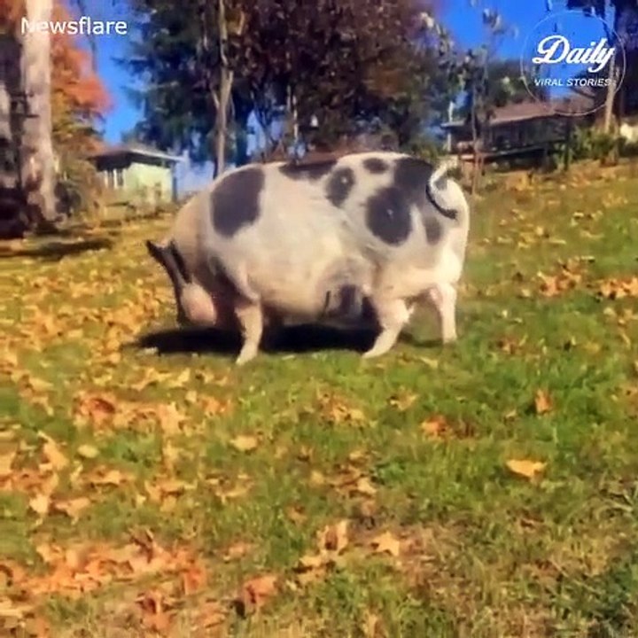 Pigs-sportsman Trump