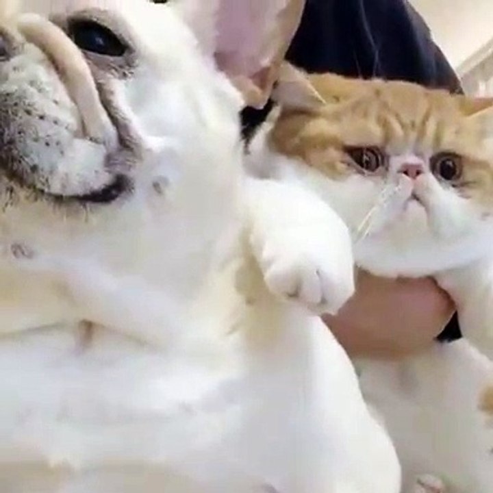 Ce mignon chaton et ce beau chien adore se faire balancé. Leur réaction est drôle