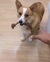 Ce chiot est un véritable farseur, le regarder vous rendra orgasmique. Trop adorable !!