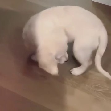 Ce mignon chiot adore capturé sa queue comme un répère !!