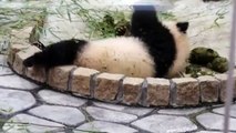 This beautiful baby Panda likes to lie down. His reaction is to die of laughter