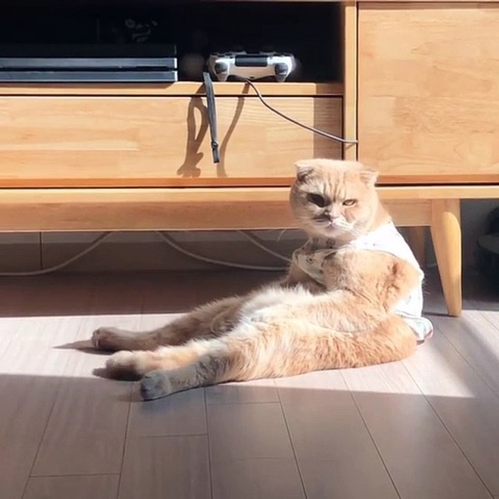 Incroyable !! Ce adorable chat agit comme un être humain ordinaire. Très étonnant