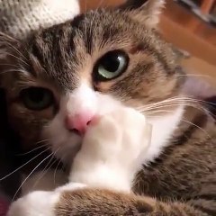 This cute cat loves to trot his paw. He is so adorable !!