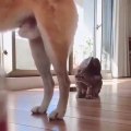 This cute cat was watching something moving but ignore his nature until he takes it !