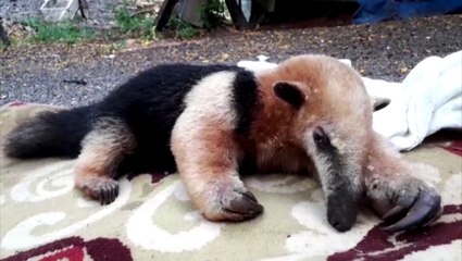 Tamanduá aparece em residência e família pede ajuda