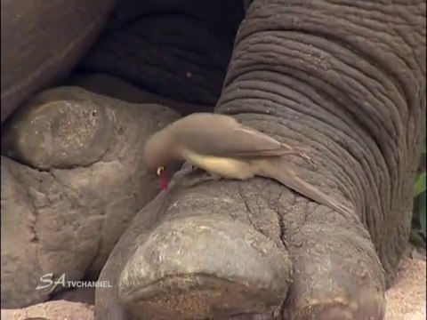 Cet oiseau nettoie les oreilles de ce rhinocéros...