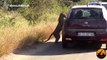 Ce léopard curieux se regarde dans le rétroviseur de la voiture... Tellement drole