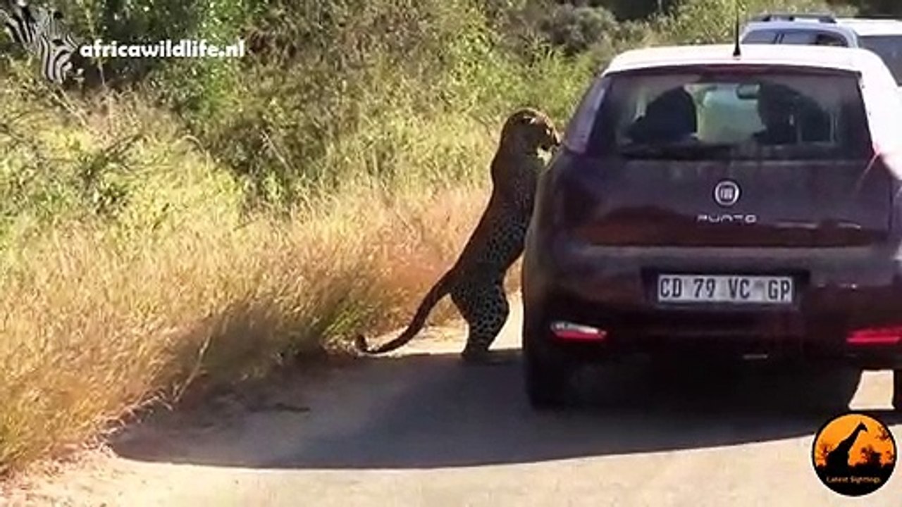 Ce léopard curieux se regarde dans le rétroviseur de la voiture... Tellement drole