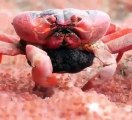Cette maman crabe dévore ses propres bébés quand elle a faim !