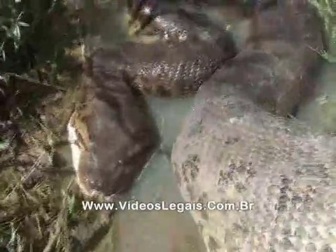 Ils trouvent un énorme anaconda en pleine digestion dans un ruisseau