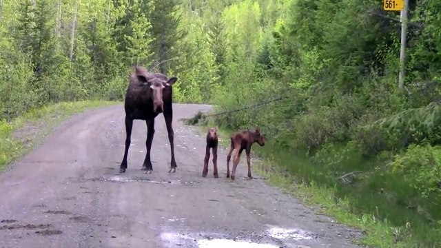 Des touristes croisent un élan et ses 2 petits au milieu du chemin