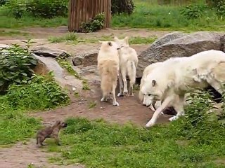 Ce loup arctique s'occupe de ses 2 bébés... Adorable