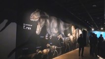 El popular T Rex resucita en el Museo de Historia Natural de Nueva York