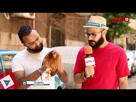 اتفرج | الفرخة الذكية تتوقع نتيجة مباراة الأهلي والزمالك في نهائي كأس مصر